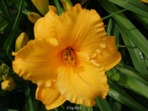 Preussens Gloria