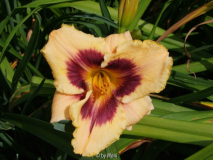 Rokoko Rose