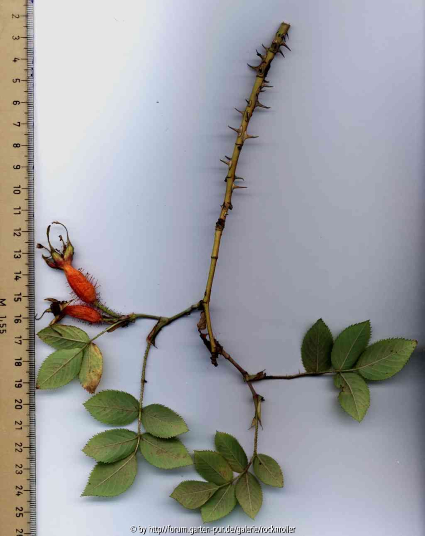 Unbekannte Wildrose Dresdner Rosengarten