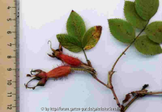 Unbekannte Wildrose Dresdner Rosengarten