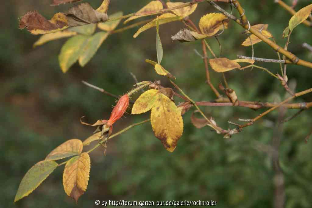 Unbekannte Wildrose Dresdner Rosengarten