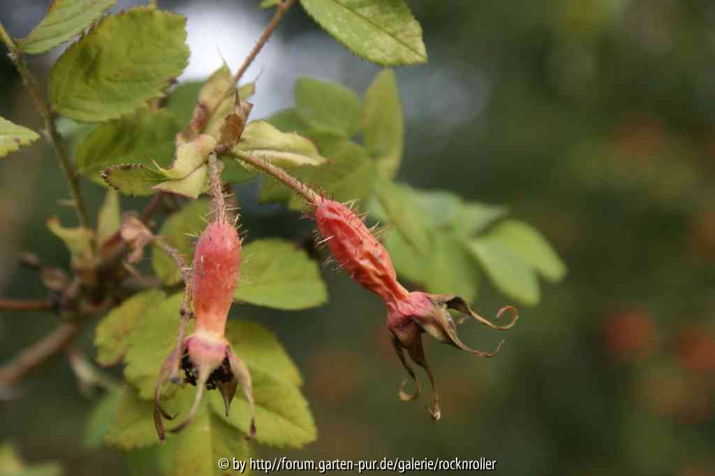 Unbekannte Wildrose Dresdner Rosengarten