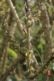 Unbekannte Wildrose Dresdner Rosengarten