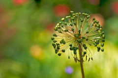 Allium mit 105mm