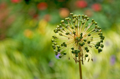 Allium mit 60mm