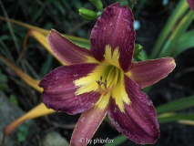 Star of India