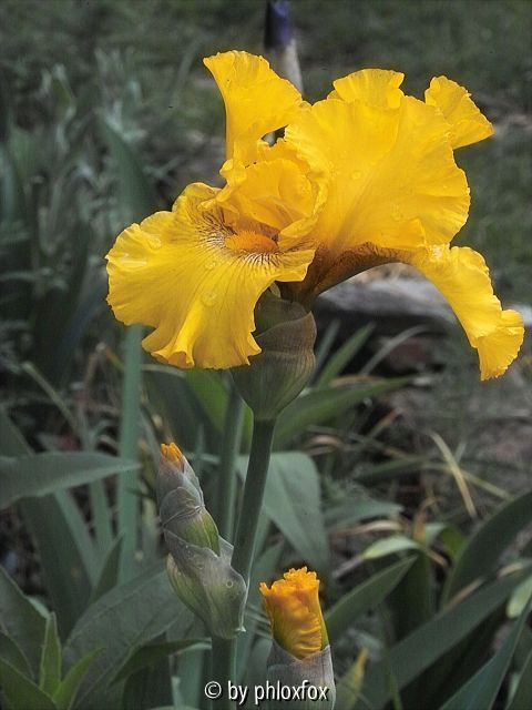 '