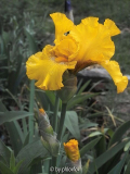 '