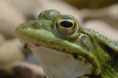 NABU Frosch I
