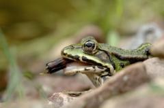 NABU Frosch II