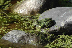 NABU Frosch III