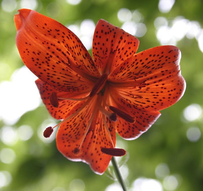 Lilium davidii