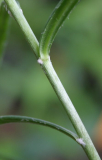 Lilium davidii - Blatt+Stängel