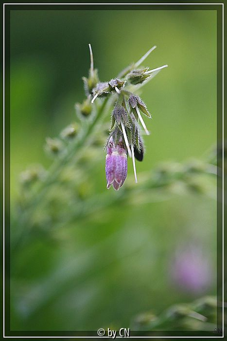 Blume