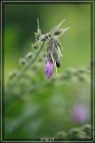 Blume