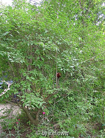 Fliederbusch an der Terrasse mit unterpflanzter Clematis Ville de Lyon