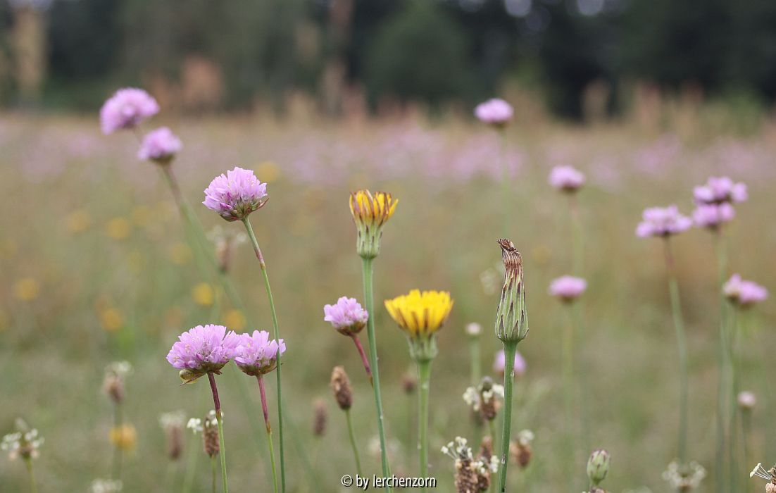 Sand-Grasnelke (Armeria maritima subsp. elongata)