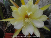 Epiphyllum oxypetalum
