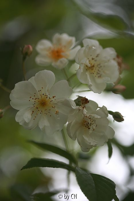 unbekannte Rose
