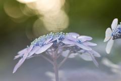 ´Blue Bird´ am Morgen