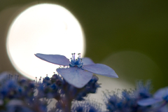 ´Blue Bird´am Abend