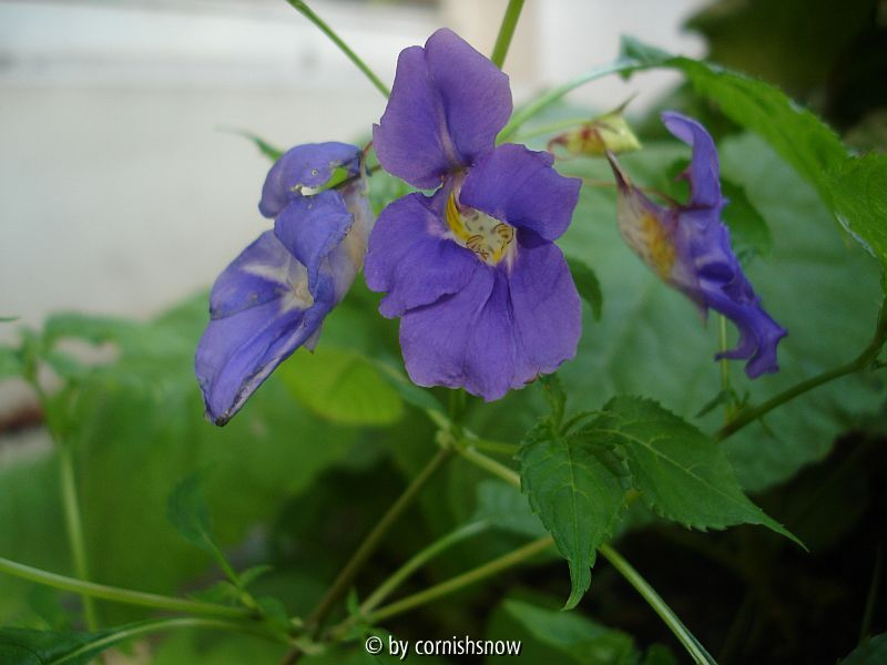 Impatiens namchabarwensis