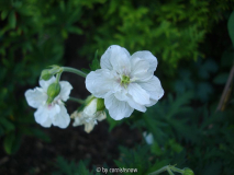 Geranium pratense 'Album Plenum'