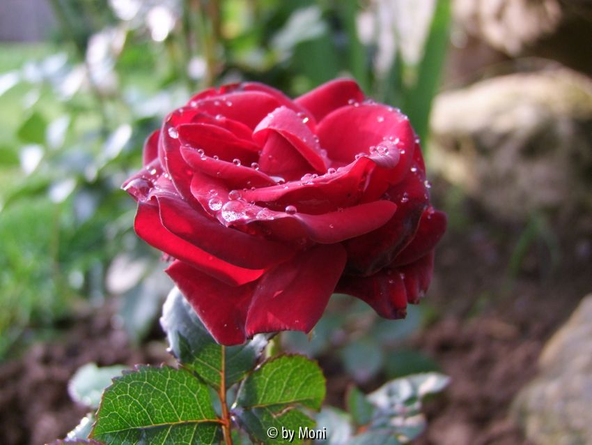 rote Unbekannte