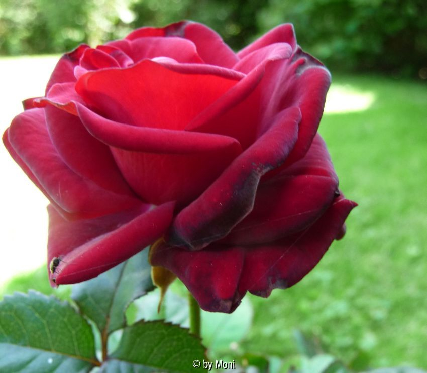 rote Unbekannte