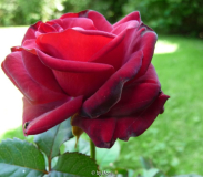 rote Unbekannte