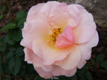 Ulrike 5