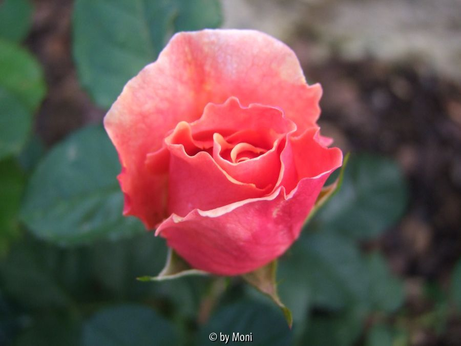 Ulrike 3