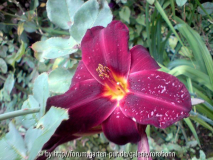hem ed murray~0.jpg