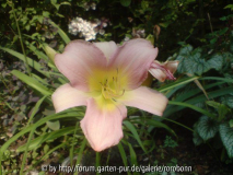 Hem Catherine woodberry 1.jpg