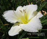 Smlg. 'Oirlicher Schnee'