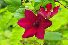 Clematis 'Perida'