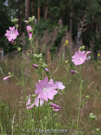 Siegmarswurz (Malva alcea)