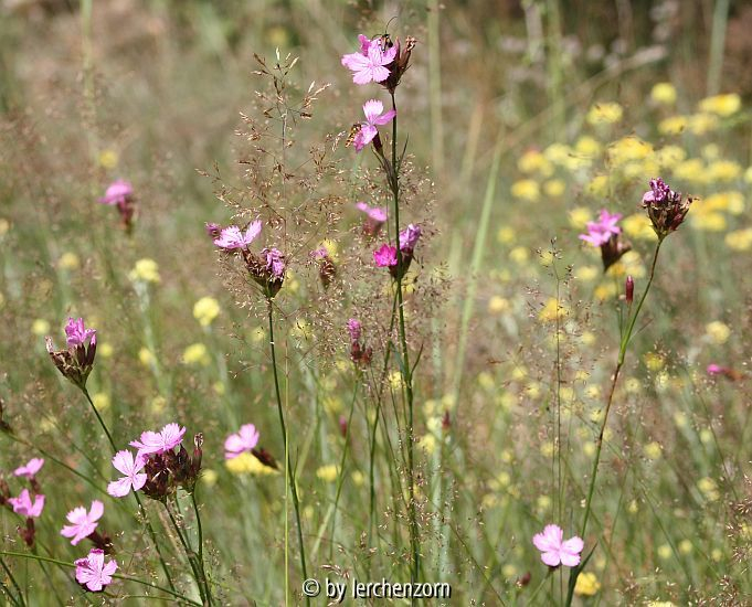 Rotstraußgrasflur mit Kartäusernelken und Sand-Strohblumen