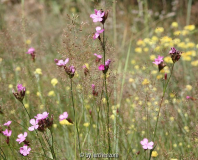 Rotstraußgrasflur mit Kartäusernelken und Sand-Strohblumen
