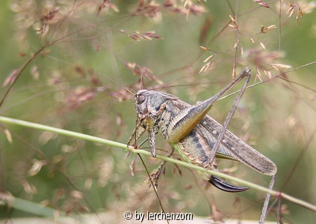 Westliche Beißschrecke (Platycleis albopunctata)