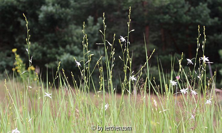 Ästige Graslilien im trockenen Gras (Anthericum ramosum)