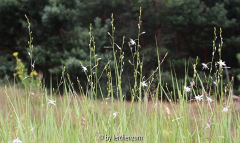 Ästige Graslilien im trockenen Gras (Anthericum ramosum)