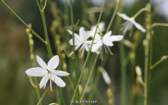 Ästige Graslilie (Anthericum ramosum)