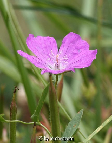 Blutroter Storchschnabel (Geranium sanguineum)