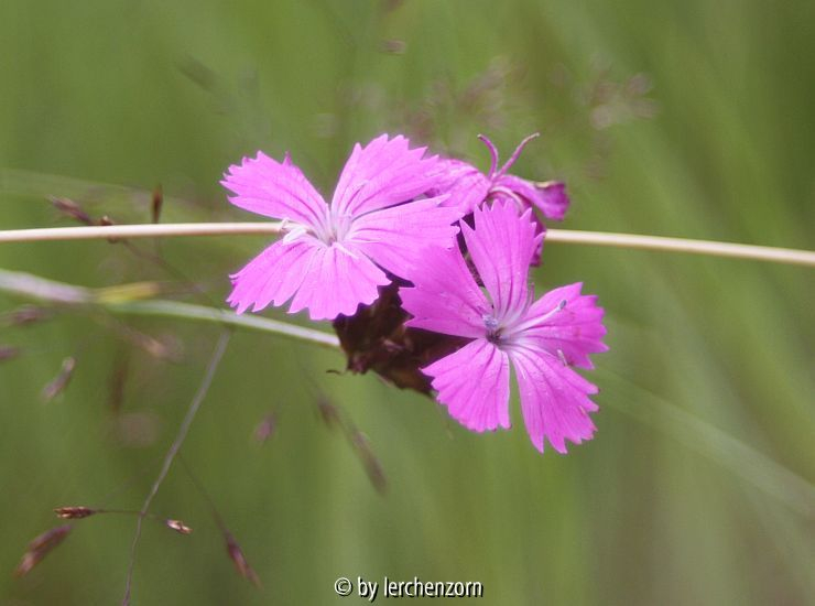 Kartäuser-Nelke (Dianthus carthusianorum)
