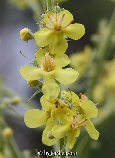 Mehlige Königskerze (Verbascum lychnitis)