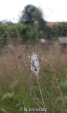Jugendgespinst des Ammen-Dornfingers (Cheiracanthium punctorium)