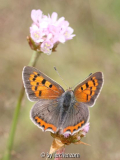 Kleiner Feuerfalter (Lycaena phlaeas)