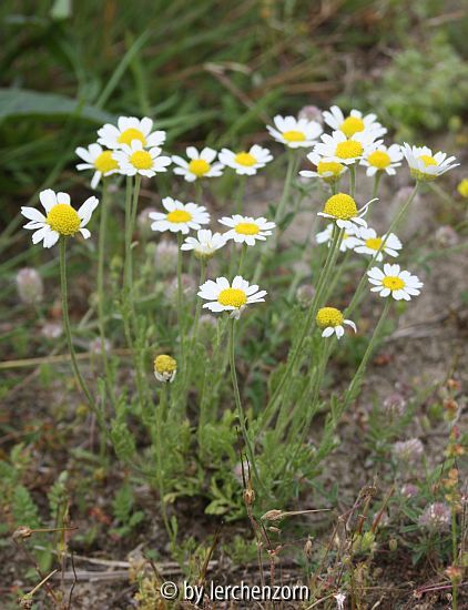 Russische Hundskamille (Anthemis ruthenica)