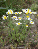 Russische Hundskamille (Anthemis ruthenica)